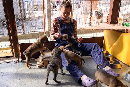 romania-animal-care-project IVHQ VolunteerForever
