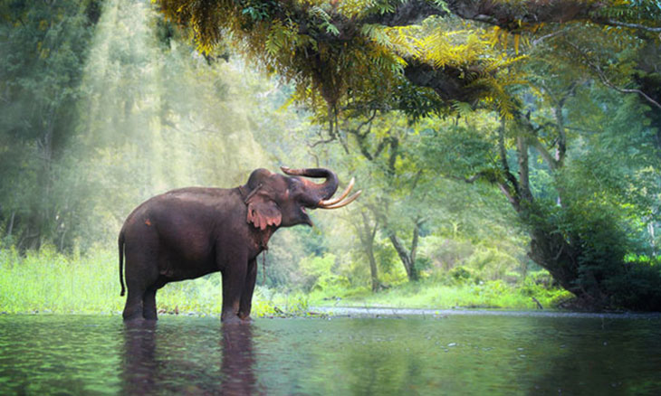 Abroadly_Elephant_2 Volunteer Forever with Elephants in Thailand: Ashley Obrycki’s Story
