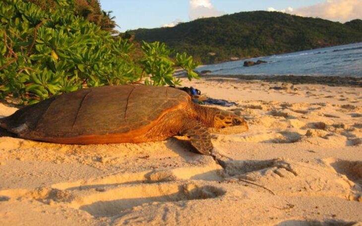 AfricanImpact_Turtle VolunteerForever