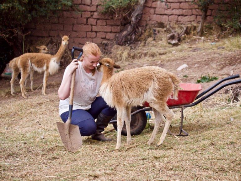 Alpaca-farm-Peru-3-768x576 Involvement Volunteers International ivi VolunteerForever