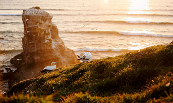 Auckland Volunteer Forever - Volunteer in New Zealand