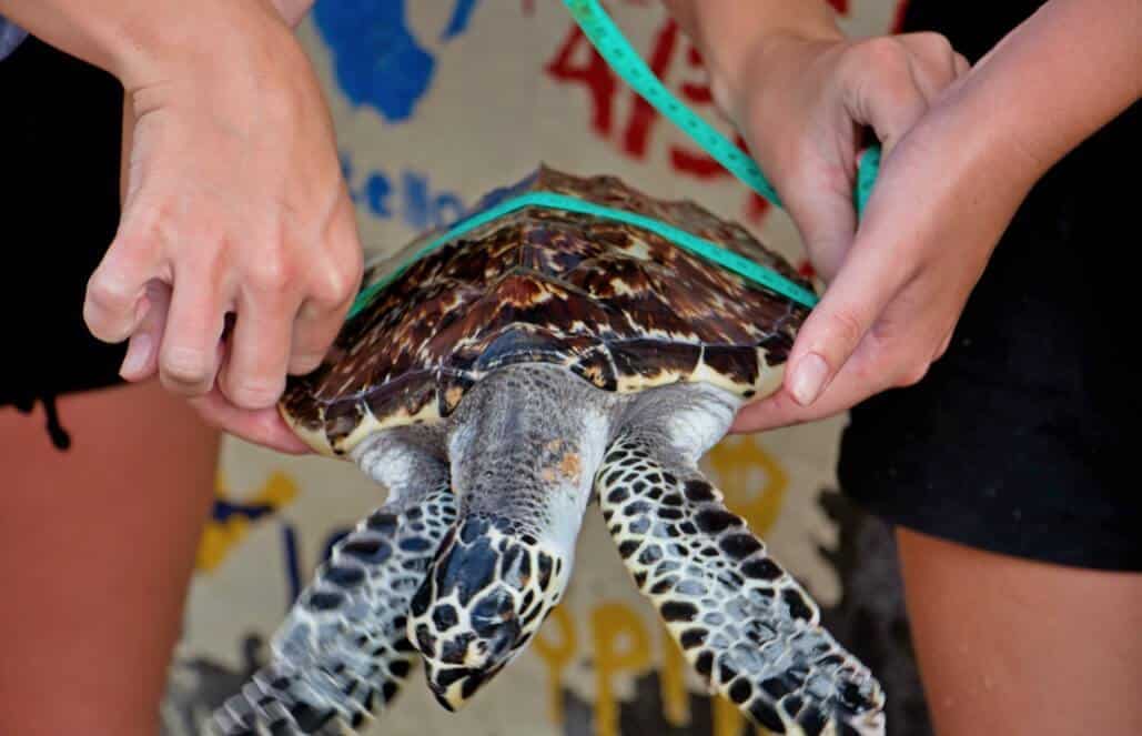 Bali-Bali-Sea-Turtle-Rescue12 VolunteerForever