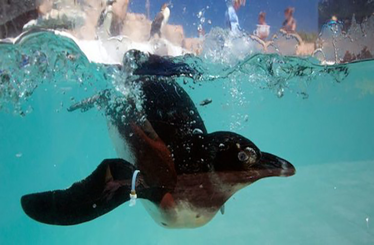 Cheap-Affordable-Volunteer-Programs-Khaya rescue penguins in South Africa