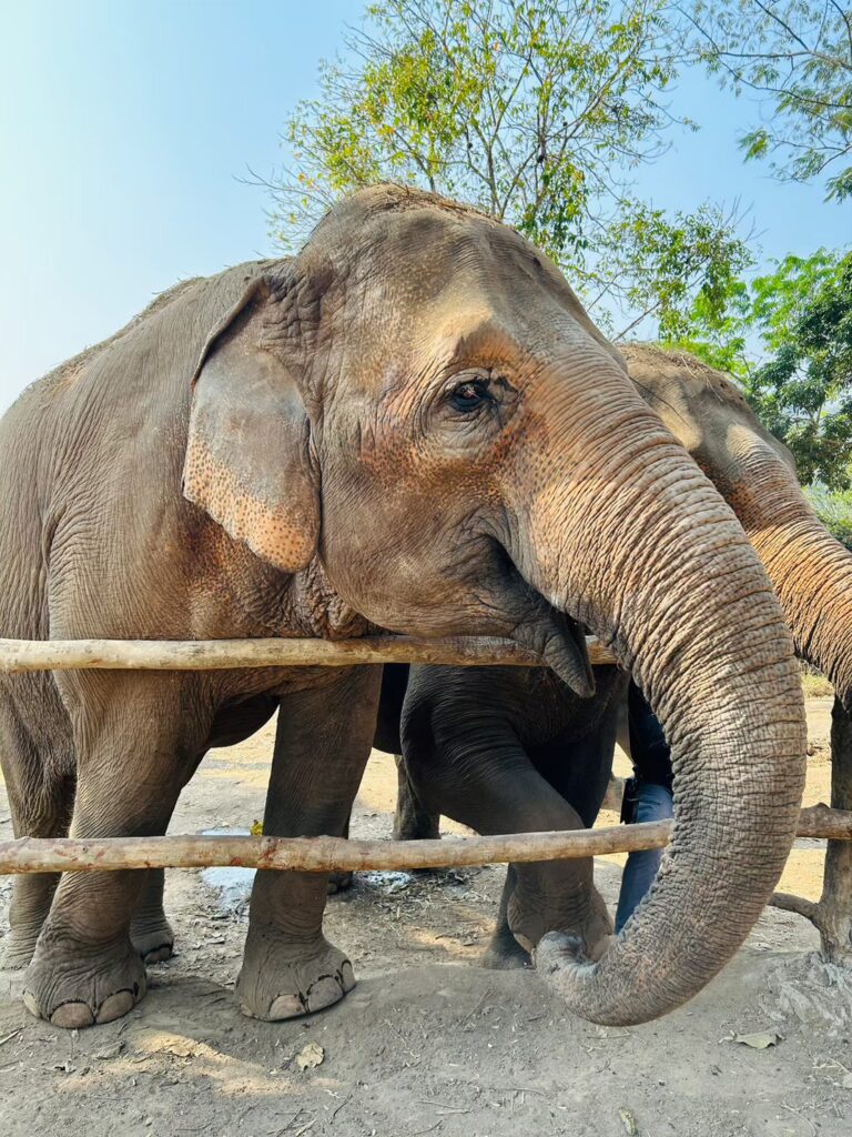 Chiang-Mai-Elephant-Project_25 ivi involvement volunteers international thailand how to volunteer in thailand can i volunteer in thailand can you volunteer in thailand thailand volunteer with elephants volunteer with animals in thailand volunteer trips to thailand volunteer program for thailand volunteer thailand org volunteer thailand free accommodation volunteer thailand free volunteer thailand elephants volunteer thailand dogs volunteer thailand elephants volunteer thailand free accommodation volunteer thailand free volunteer thailand volunteer thailand dogs thailand volunteer programs thailand volunteer teaching english where to stay and volunteer in thailand where to stay and volunteer in thailand volunteer for stray dogs in thailand volunteer with elephants in thailand where to stay and volunteer in thailand volunteer to help elephants in thailand volunteer to teach english in thailand volunteer thailand elephants volunteer thailand animals volunteer thailand elephants volunteer thailand animals volunteer in thailand thailand volunteer programs elephant sanctuary thailand volunteer work volunteer work in thailand thailand elephant sanctuary volunteer job thailand volunteer
