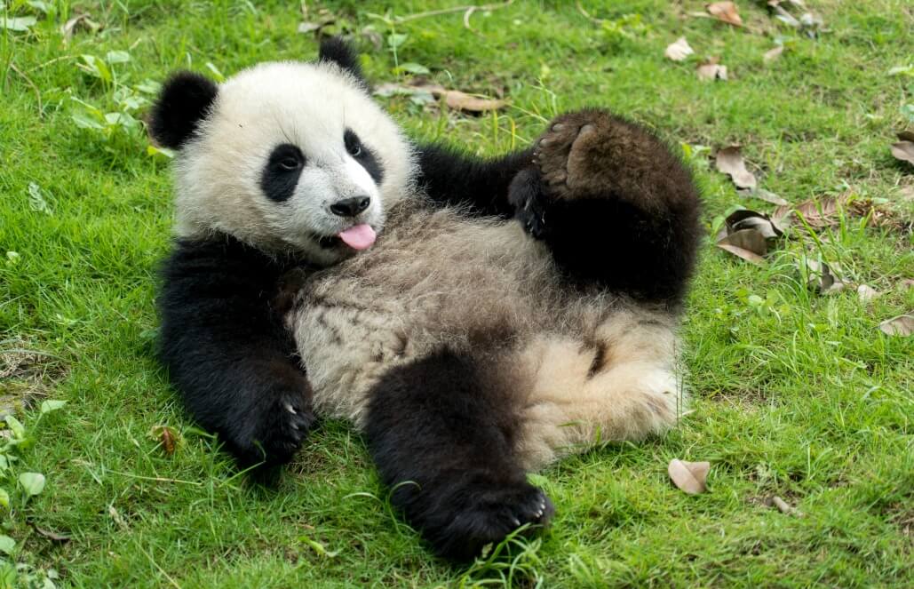 china-giant-panda-center-01 VolunteerForever