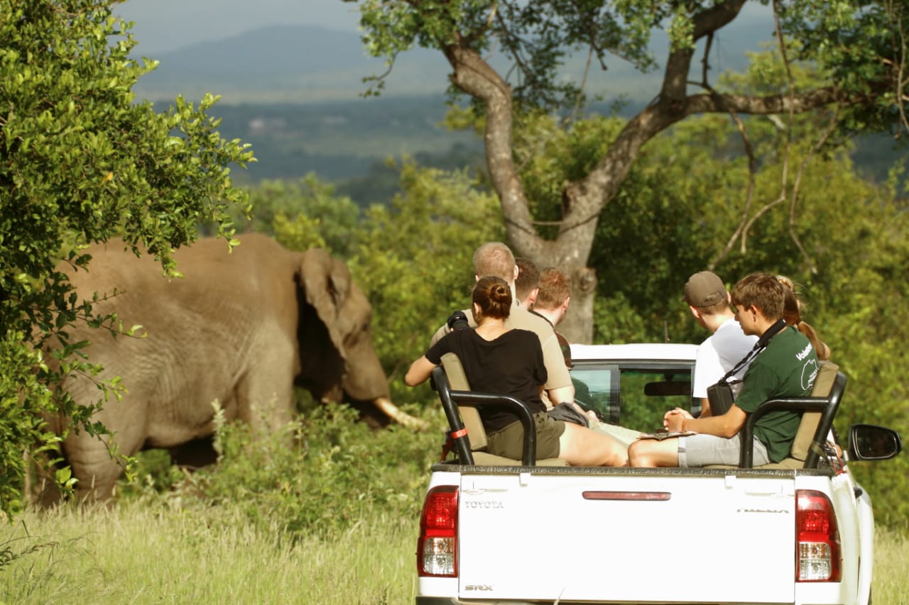 african safari volunteer programs safari volunteer work south africa safari volunteer work africa safari volunteer work safari volunteer trips safari volunteer work south africa safari volunteer work africa safari volunteer safari volunteer work safari volunteer trips volunteer safari kenya volunteer safari park horse safari volunteer safari park volunteer safari west volunteer wildlife safari volunteer botswana safari volunteer mozambique horse safari volunteer lion country safari volunteer volunteer and safari in africa african safari volunteer trips volunteer safari africa volunteer and safari in africa safari park volunteer african safari volunteer trips