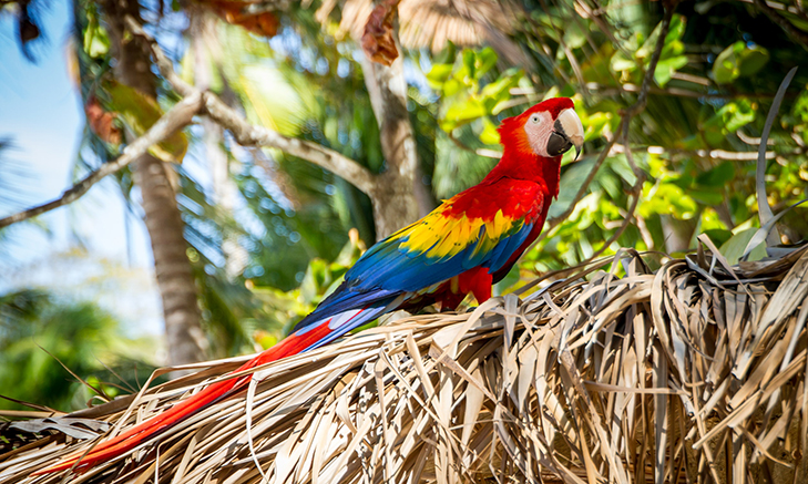 CostaRica Volunteer Forever | Volunteer in Costa Rica