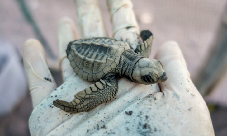 CostaRica_goeco-turtles volunteer animals abroad volunteer animals sydney volunteer animals africa volunteer animals costa rica volunteer animals thailand volunteer animals sydney volunteer animals europe volunteer animals costa rica volunteer animals canberra volunteer animals abroad volunteer animals africa volunteer animals australia volunteer animals asia volunteer animals adelaide volunteer animals bali volunteer with animals volunteer with animals abroad volunteer with animals abroad free volunteer with animals sydney volunteer animals for kids volunteer for animals why volunteer with animals where to volunteer animals can you volunteer with animals can i volunteer with animals how to volunteer with animals how to volunteer to help endangered animals volunteer animals near me volunteer animals australia volunteer animals south america volunteer animals abroad volunteer animals work volunteer animals africa volunteer animals sydney volunteer with animals why do i want to volunteer with animals volunteer animals thailand volunteer animals australia volunteer animals abroad volunteer animals africa volunteer animals south america volunteer animals sydney volunteer animals work volunteer with animals volunteer work with animals