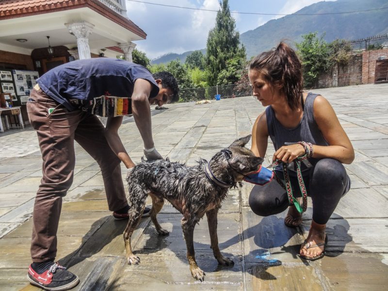 Dog-project-NP-22-800x600 Involvement Volunteers International ivi nepal VolunteerForever