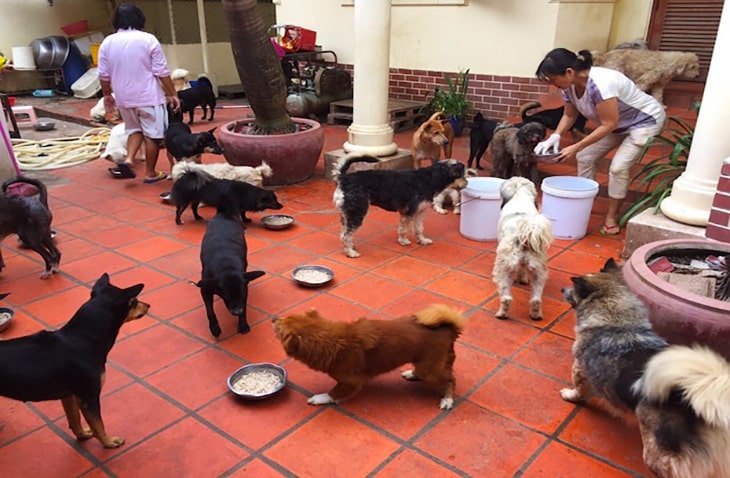 Dog-Rescue-Shelter-IVHQ dog shelter volunteer in