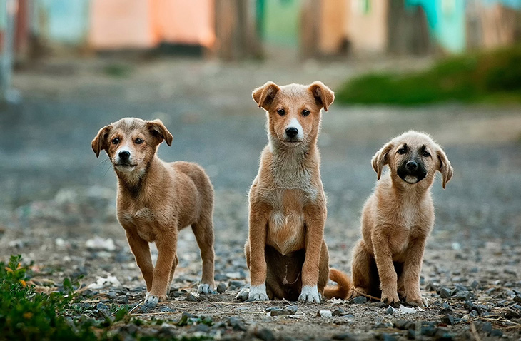 Dog-Rescue-Shelter-PMGY veterinary volunteer
