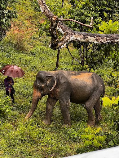 Elephant Sanctuary 1 VolunteerForever