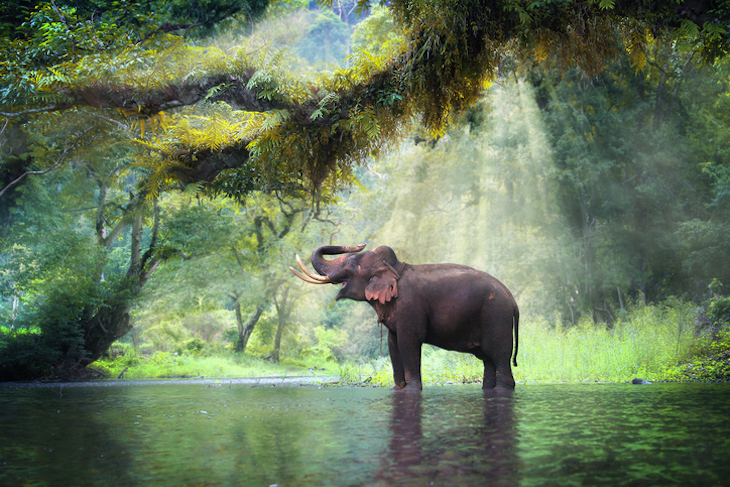 Wild elephant Volunteer abroad programs for seniors and retirees - Abroadly