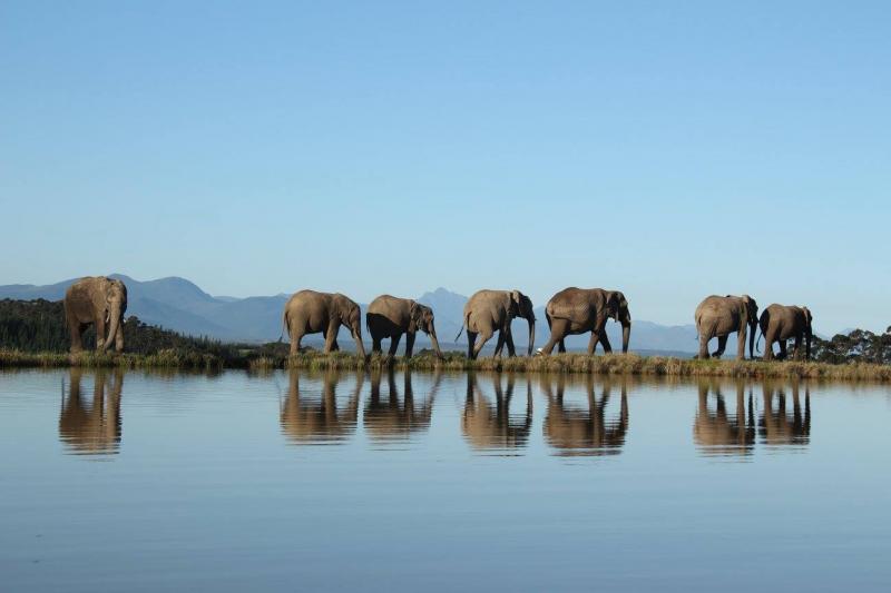 Elephants-58a1ce807add9 VolunteerForever