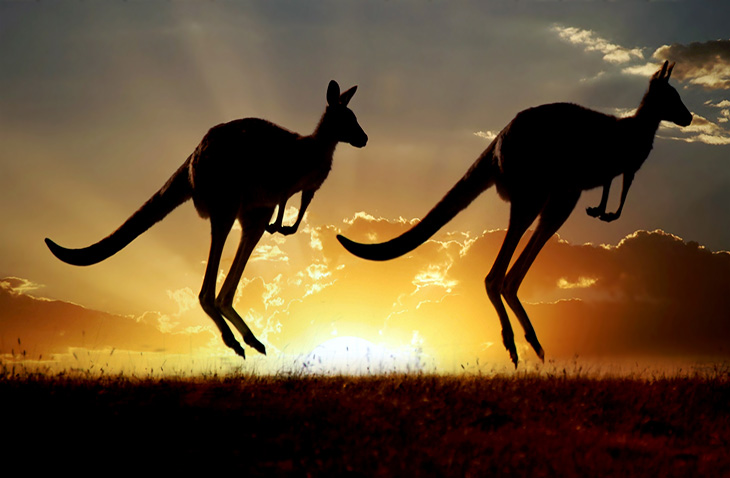 First-Time-Volunteering-Fronteering volunteer with kangaroos in Australia