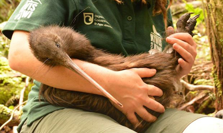 fronteering-kiwi Volunteer Forever - Volunteer in Australasia & the Pacific