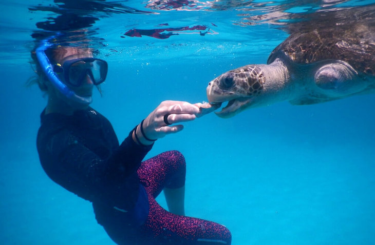 goeco-sea-turtles-maldives Volunteer for marine conservation in the Maldives with GoEco