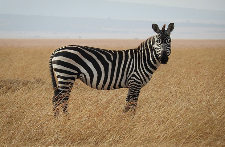 GoEco-vet-article african safari volunteer programs safari volunteer work south africa safari volunteer work africa safari volunteer work safari volunteer trips safari volunteer work south africa safari volunteer work africa safari volunteer safari volunteer work safari volunteer trips volunteer safari kenya volunteer safari park horse safari volunteer safari park volunteer safari west volunteer wildlife safari volunteer botswana safari volunteer mozambique horse safari volunteer lion country safari volunteer volunteer and safari in africa african safari volunteer trips volunteer safari africa volunteer and safari in africa safari park volunteer african safari volunteer trips