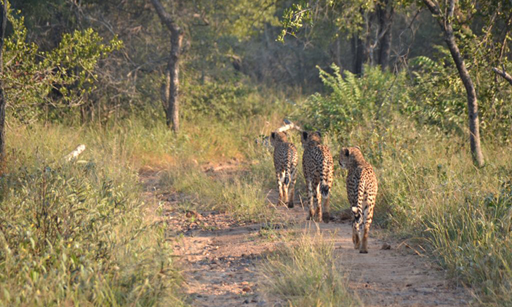 african safari volunteer programs safari volunteer work south africa safari volunteer work africa safari volunteer work safari volunteer trips safari volunteer work south africa safari volunteer work africa safari volunteer safari volunteer work safari volunteer trips volunteer safari kenya volunteer safari park horse safari volunteer safari park volunteer safari west volunteer wildlife safari volunteer botswana safari volunteer mozambique horse safari volunteer lion country safari volunteer volunteer and safari in africa african safari volunteer trips volunteer safari africa volunteer and safari in africa safari park volunteer african safari volunteer trips