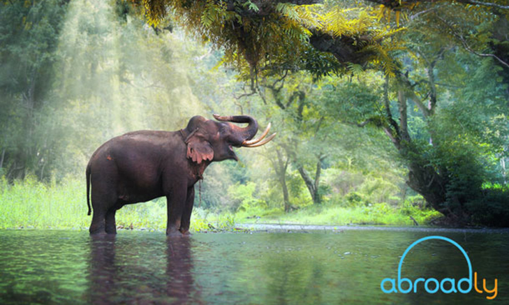 Intern_Abroadly_Elephant_1(2) Volunteer Forever | Summer Abroad Internships for Students