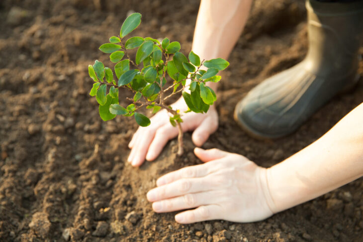planting a young tree cheap ways to visit Italy
