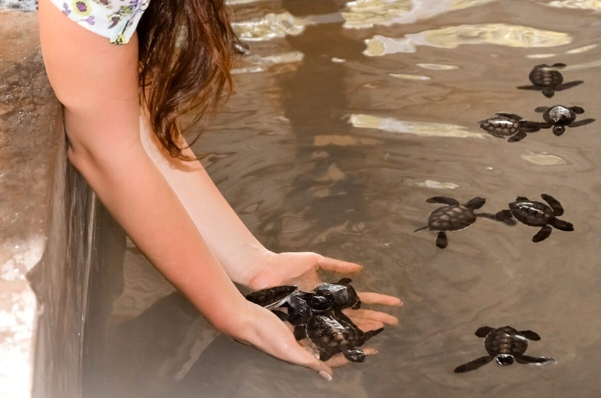 Girl holds small turtles in her hands, female hands take children out of the pool. saving animals in Bentota, Sri Lanka. VolunteerForever