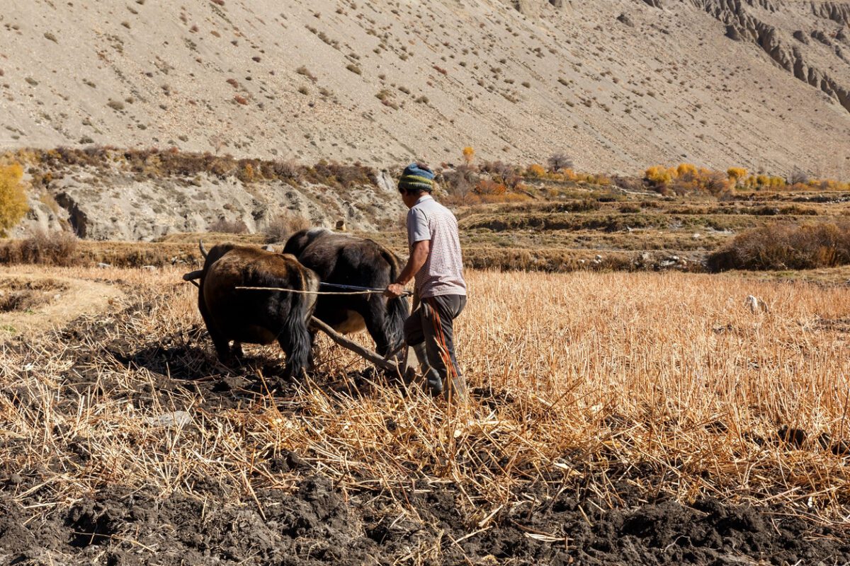 Nepalese plowing a field volunteer nepal monastery volunteer nepal volunteer nepal teaching english nepal volunteer visa nepal volunteer projects nepal volunteer organization nepal volunteer work animals nepal volunteer organisations nepal volunteer work overseas volunteer nepal teaching english volunteer nepal monastery how to volunteer in nepal where to stay and volunteer in nepal volunteer nepal medical volunteer in nepal volunteer initiative nepal nepal volunteer work female community health volunteer nepal where to stay and volunteer in nepal
