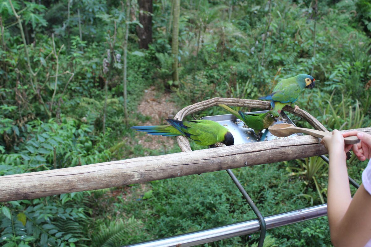 Birds eating VolunteerForever
