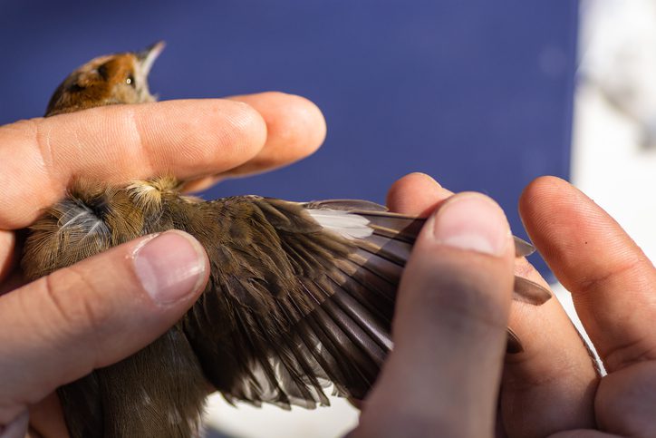 Scientist holding a Eurasian blackcap wing to see its age in a bird banding session VolunteerForever