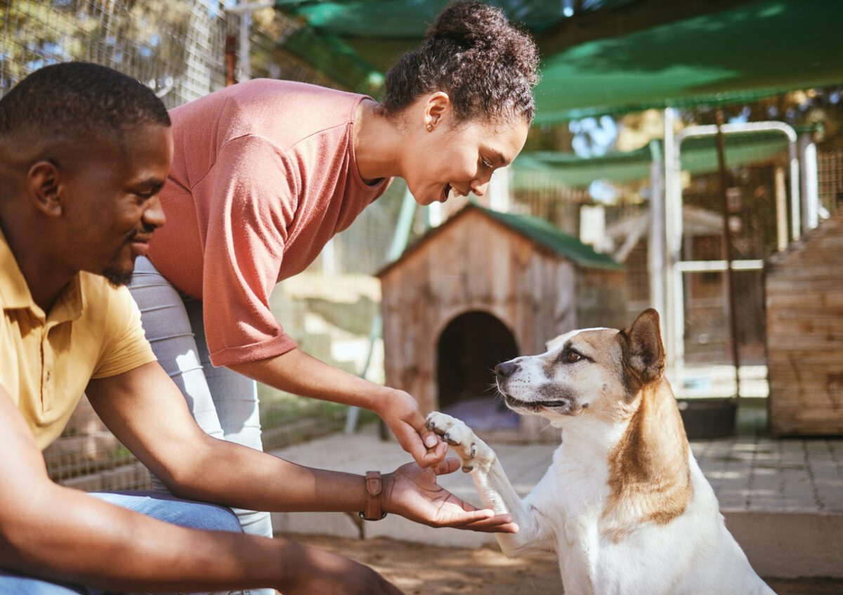 Black couple, love or petting dog in animal shelter, foster kennel or adoption center. Smile, happy or love man and woman bonding and touching pet canine for foster care or community volunteer work VolunteerForever