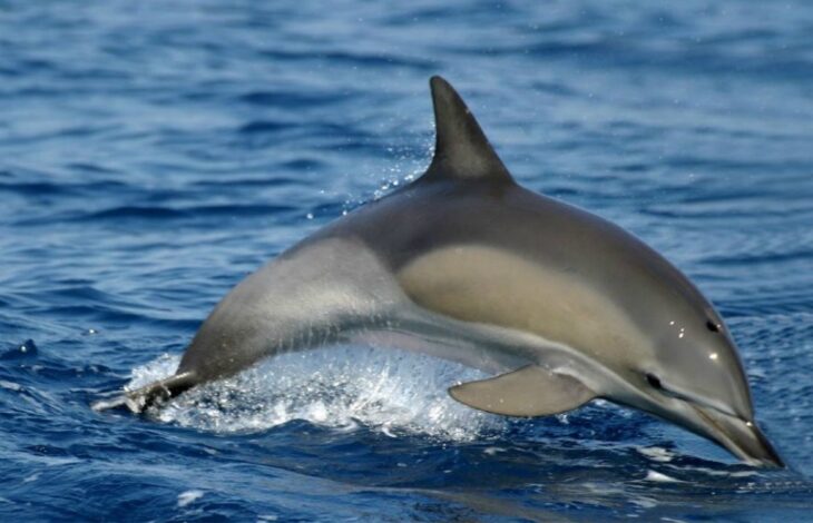 italy-dolphin-and-marine-research-03b VolunteerForever