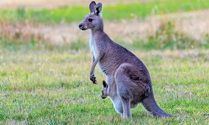 Kangaroo Volunteer Forever - Volunteer in Australia