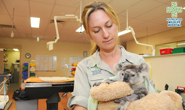 koala_1 Volunteer Forever - Veterinary Volunteer Programs and Internships