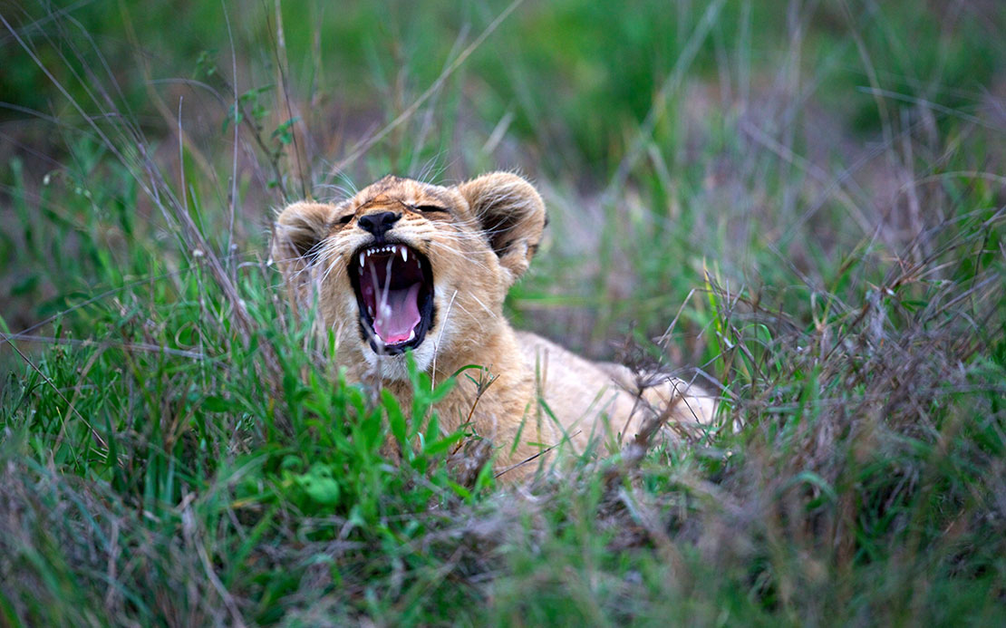 Big Cat Conservation
