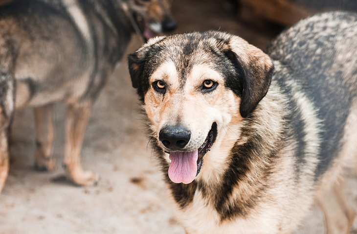 PMGY-dog-rescue dog rescue volunteer
