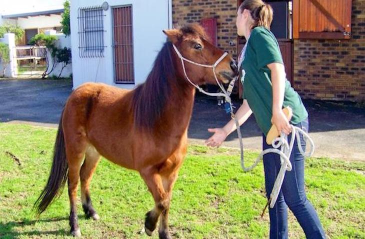 projects-abroad-horse-south-africa volunteer animals abroad volunteer animals sydney volunteer animals africa volunteer animals costa rica volunteer animals thailand volunteer animals sydney volunteer animals europe volunteer animals costa rica volunteer animals canberra volunteer animals abroad volunteer animals africa volunteer animals australia volunteer animals asia volunteer animals adelaide volunteer animals bali volunteer with animals volunteer with animals abroad volunteer with animals abroad free volunteer with animals sydney volunteer animals for kids volunteer for animals why volunteer with animals where to volunteer animals can you volunteer with animals can i volunteer with animals how to volunteer with animals how to volunteer to help endangered animals volunteer animals near me volunteer animals australia volunteer animals south america volunteer animals abroad volunteer animals work volunteer animals africa volunteer animals sydney volunteer with animals why do i want to volunteer with animals volunteer animals thailand volunteer animals australia volunteer animals abroad volunteer animals africa volunteer animals south america volunteer animals sydney volunteer animals work volunteer with animals volunteer work with animals