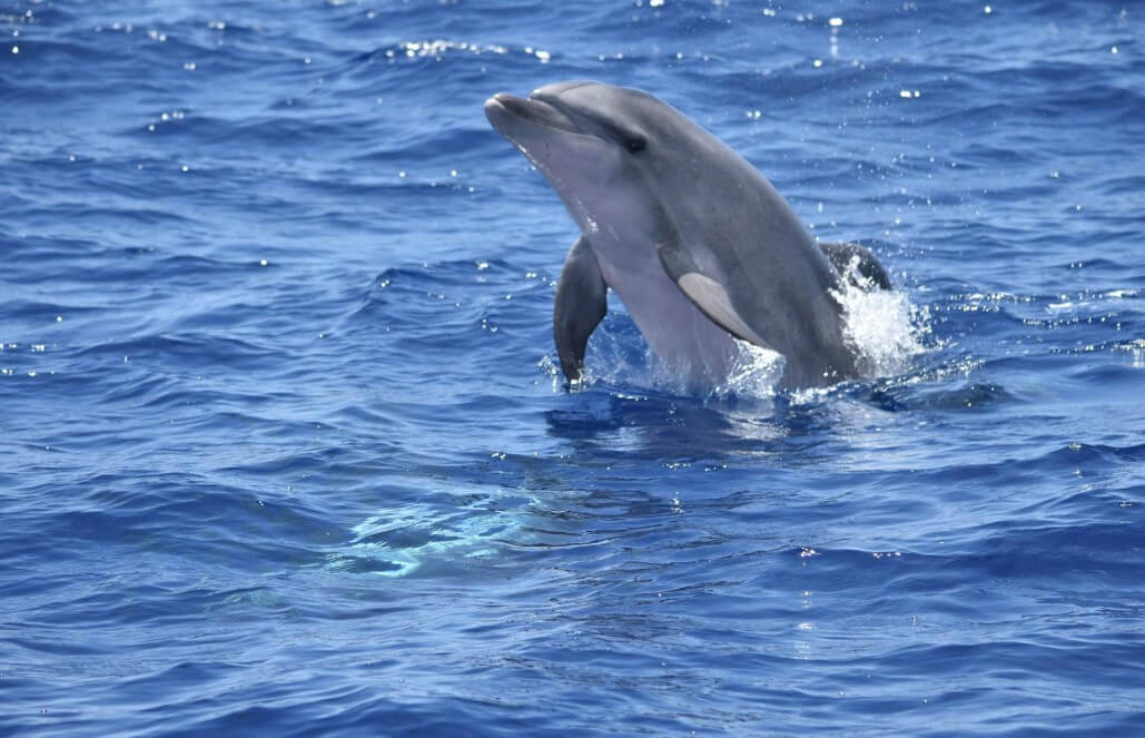 spain-canaryislands-dolphin-whale-research-20 VolunteerForever