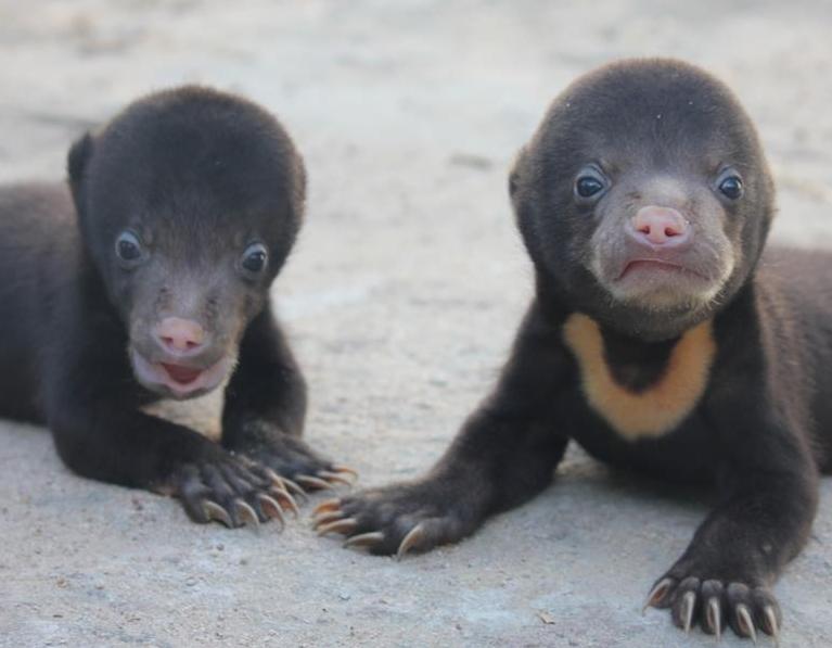 Sunbearcubs-5a149177078c5 VolunteerForever