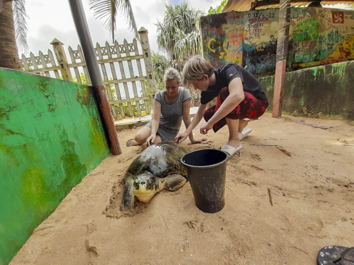 Tultle LK_Dec19-3 VolunteerForever
