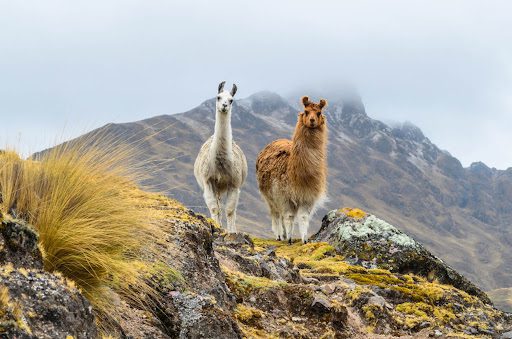 Llamas wandering the mountains of rural Peru VolunteerForever