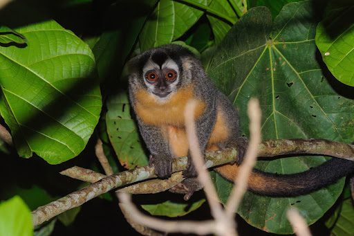 Azara's night monkey - Aotus azarae in Puerto Maldonado, Peru Azara's night monkey - Aotus azarae in Puerto Maldonado, Peru
