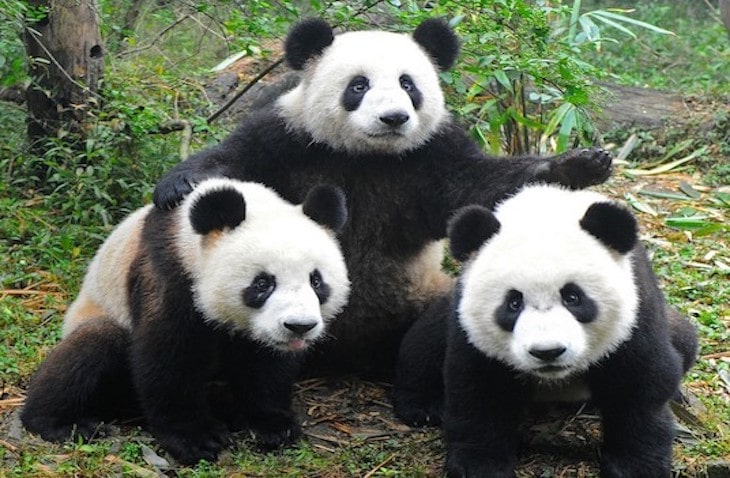 VF_GeoEco_Panda-min VolunteerForever