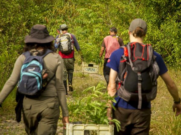 volunteers-working-together-to-save-amazon-forests Involvement Volunteers International (IVI) peru VolunteerForever