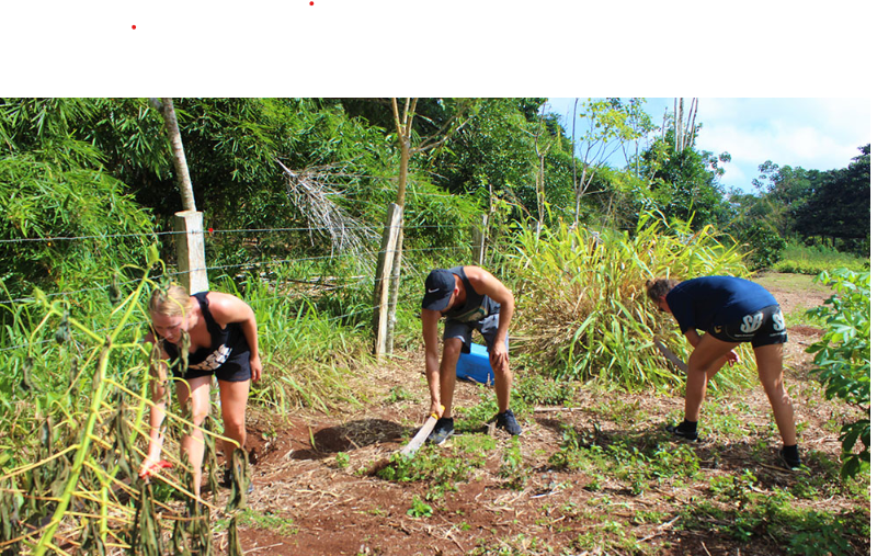 Proyecto-Galapagos--800x507 Involvement Volunteers International ivi galapagos VolunteerForever