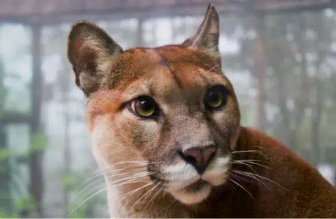 goeco argentina-puma-sanctuary-wildlife-reserve-main3 VolunteerForever
