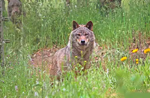 Portugal-Wolf-Conservation-and-Lisbon-Experience-main-1.jpg volunteer animals abroad volunteer animals sydney volunteer animals africa volunteer animals costa rica volunteer animals thailand volunteer animals sydney volunteer animals europe volunteer animals costa rica volunteer animals canberra volunteer animals abroad volunteer animals africa volunteer animals australia volunteer animals asia volunteer animals adelaide volunteer animals bali volunteer with animals volunteer with animals abroad volunteer with animals abroad free volunteer with animals sydney volunteer animals for kids volunteer for animals why volunteer with animals where to volunteer animals can you volunteer with animals can i volunteer with animals how to volunteer with animals how to volunteer to help endangered animals volunteer animals near me volunteer animals australia volunteer animals south america volunteer animals abroad volunteer animals work volunteer animals africa volunteer animals sydney volunteer with animals why do i want to volunteer with animals volunteer animals thailand volunteer animals australia volunteer animals abroad volunteer animals africa volunteer animals south america volunteer animals sydney volunteer animals work volunteer with animals volunteer work with animals