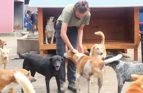 sri-lanka-dog-care-and-veterinary-assistance-main-6.png VolunteerForever